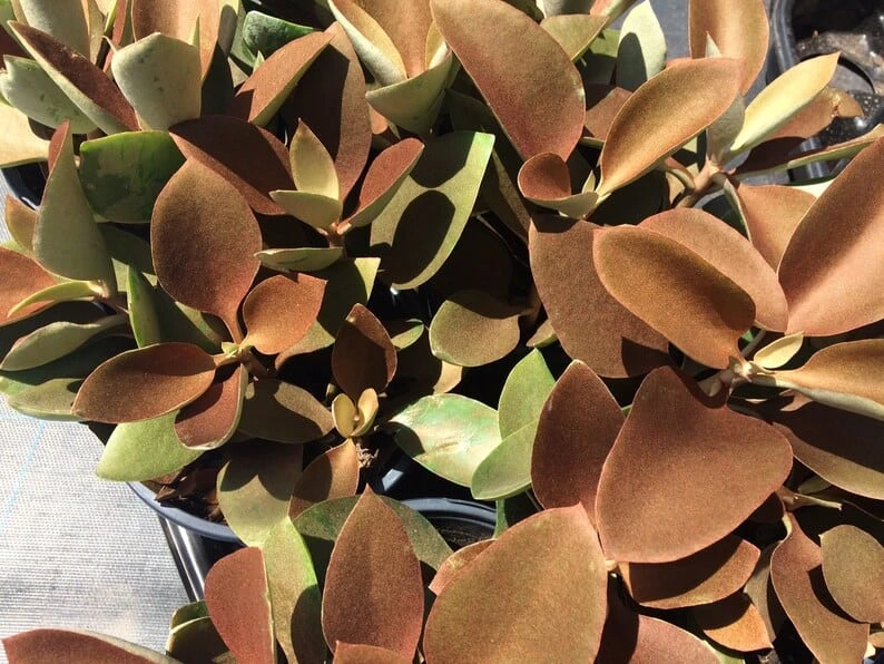 Mature Succulent Plant Copper Spoons - Image 2