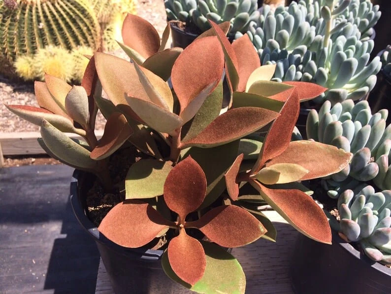 Mature Succulent Plant Copper Spoons