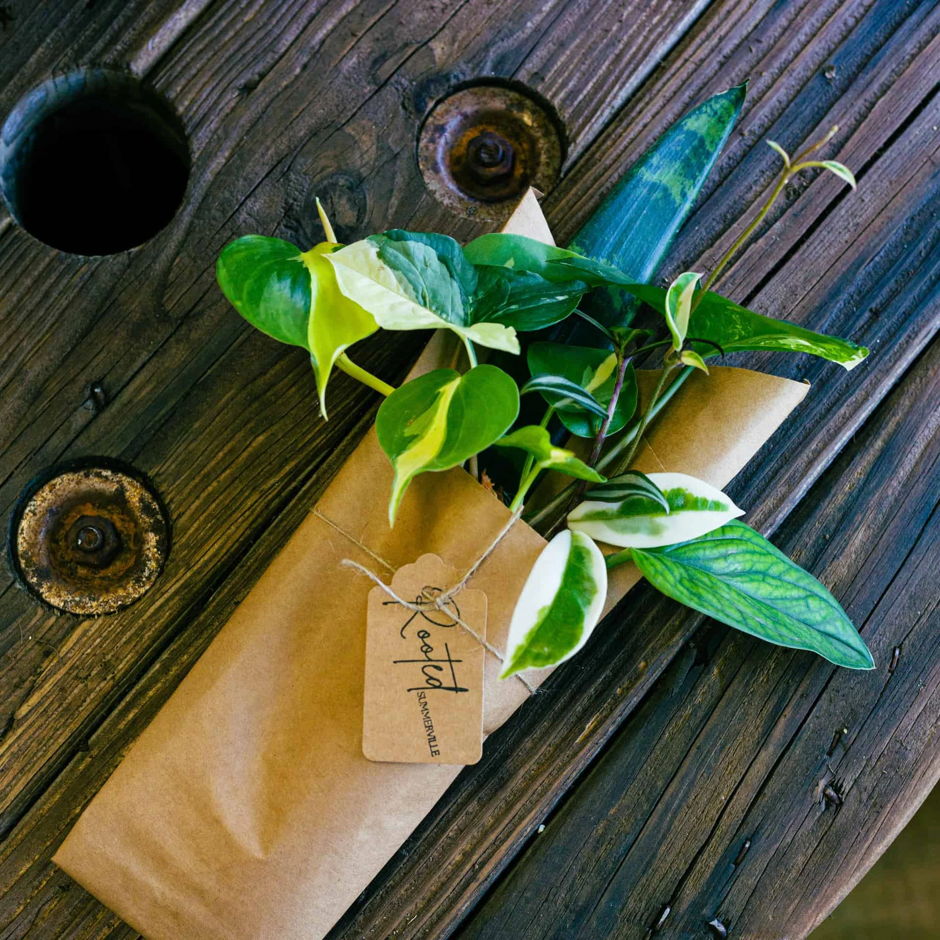 Cuttings Mystery Pack