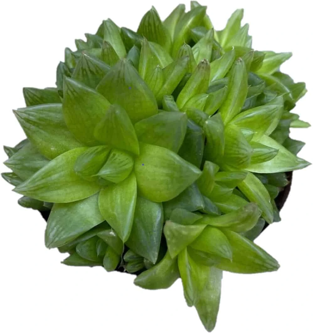 Succulent -Haworthiopsis Cymbiformis