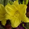 Happy Return Daylily