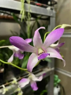 Orchid- Dendrobium Jacquelyn Thomas 'Uniwai Supreme'