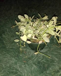 Soul Peace Bundle-Dischidia Oiantha Variiegata