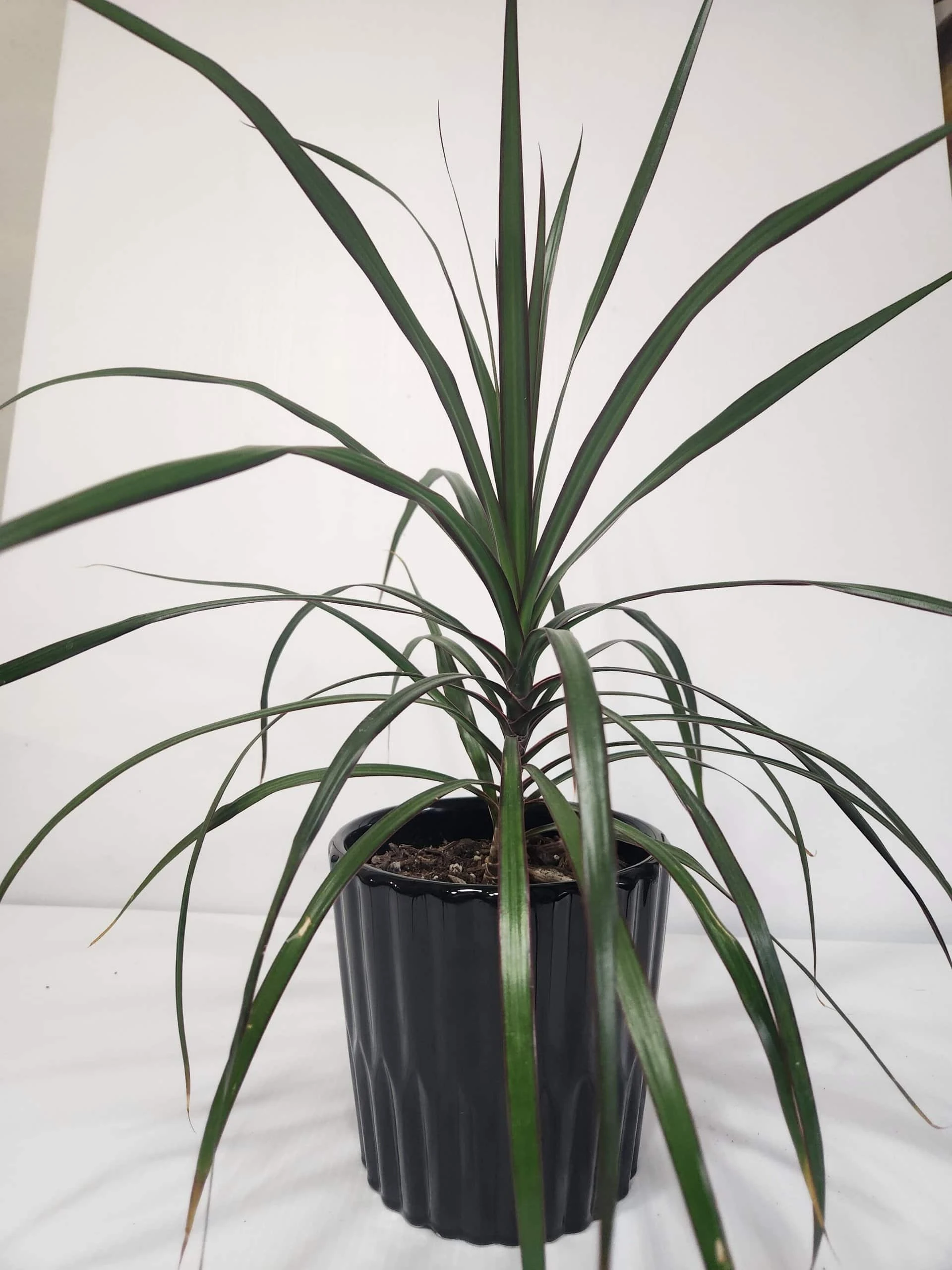 Dragon Tree In Black Ceramic Pot