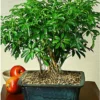 Dwarf Umbrella Aerial Roots Bonsai Tree