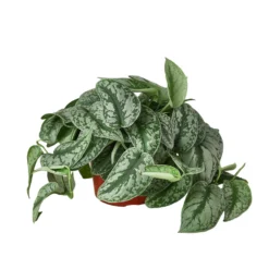 Satin Pothos Exotica | Scindapsus Pictus | Exotic Houseplants