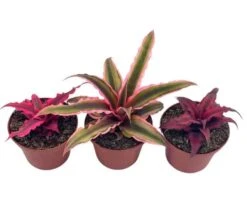 Cryptanthus Bivittatus Assortment, Earth Star Bromeliad Set, 3 Different Succulents