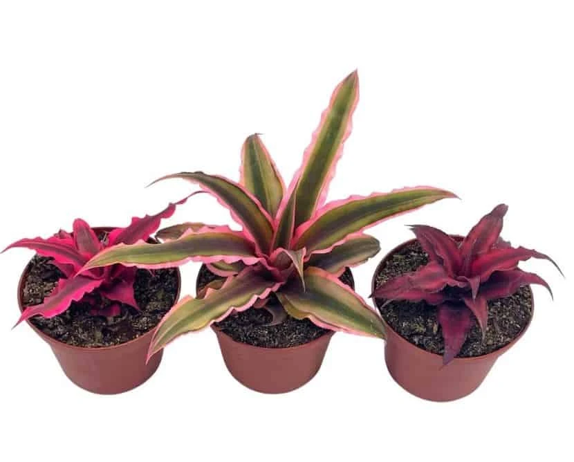 Cryptanthus Bivittatus Assortment, Earth Star Bromeliad Set, 3 Different Succulents