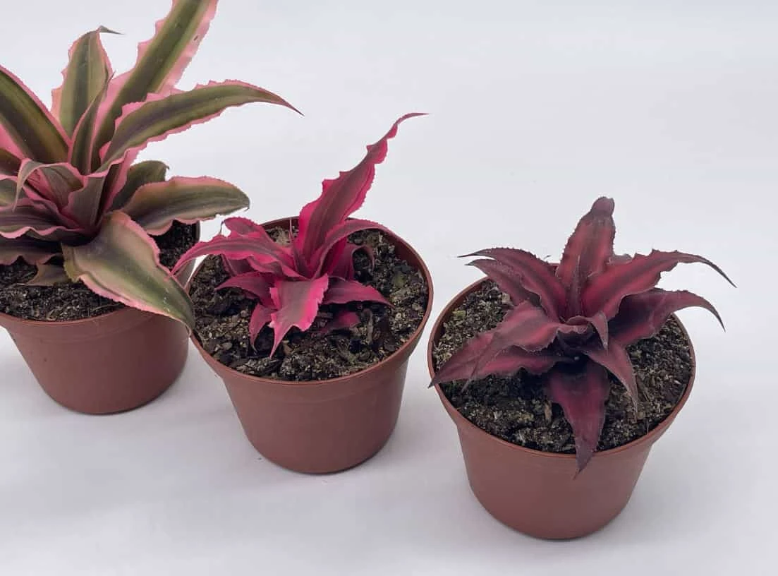 Cryptanthus Bivittatus Assortment, Earth Star Bromeliad Set, 3 Different Succulents - Image 3