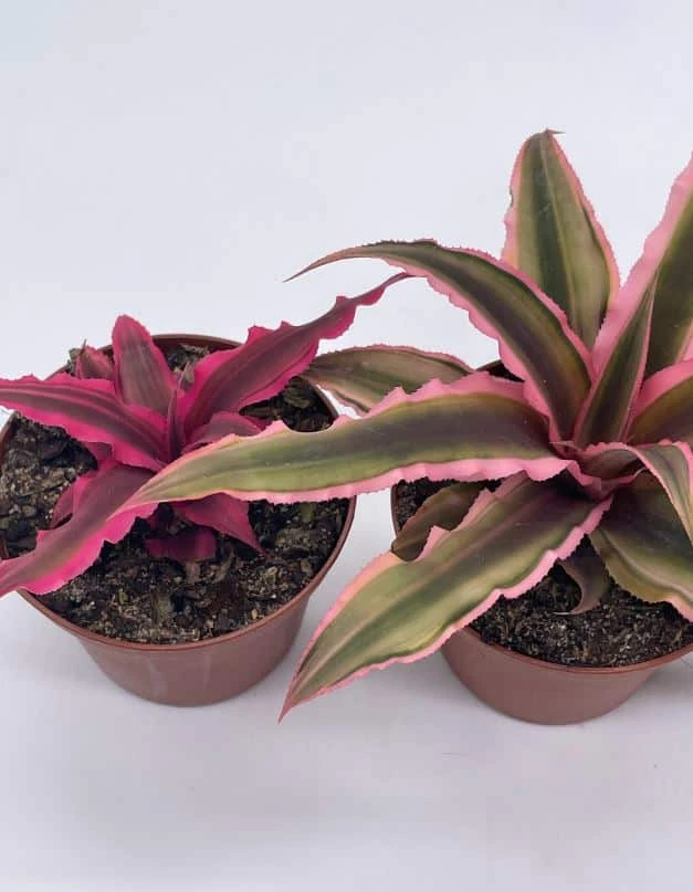 Cryptanthus Bivittatus Assortment, Earth Star Bromeliad Set, 3 Different Succulents - Image 4