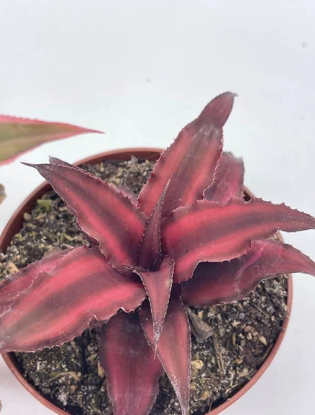 Cryptanthus Bivittatus Assortment, Earth Star Bromeliad Set, 3 Different Succulents - Image 6