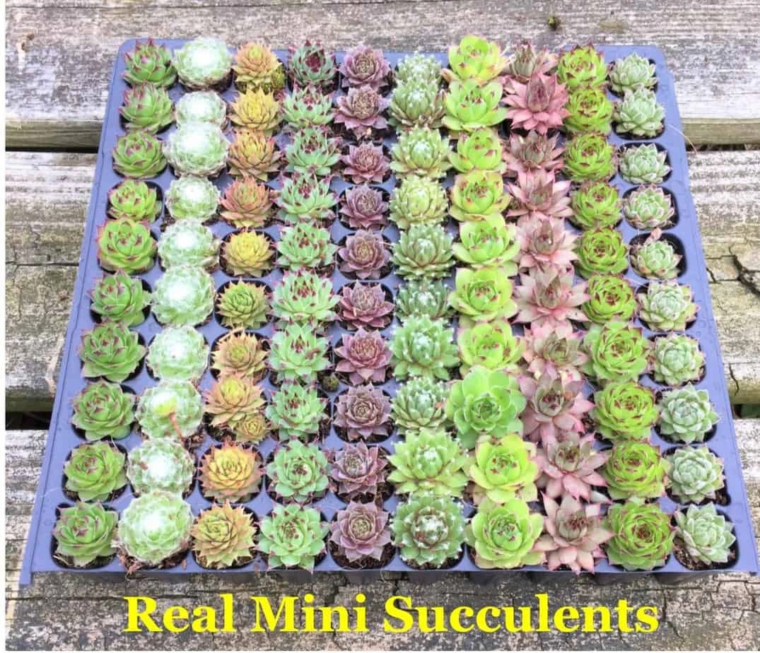 DIY Succulent Cactus Garden Kit, Plants Under 31.4, - Image 5