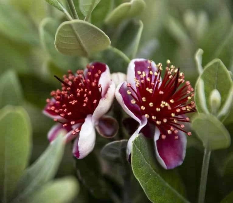 Pineapple Guava, Feijoa Sellowiana Seedlings In 4" Pot - Image 6