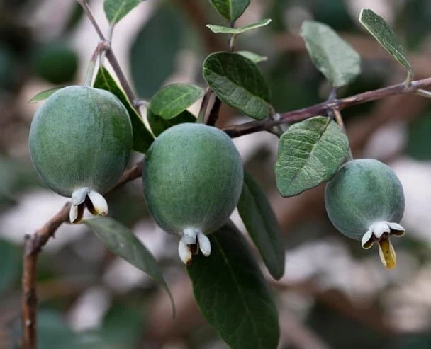 Pineapple Guava, Feijoa Sellowiana Seedlings In 4" Pot - Image 7