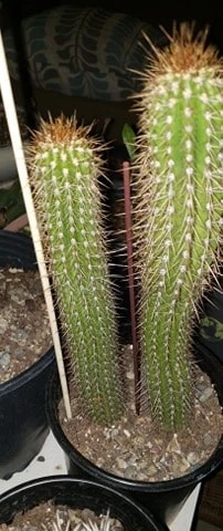 Echinopsis Spachiana, Gold Torch Cactus, Cactus, Succulent, Live Plant - Image 3