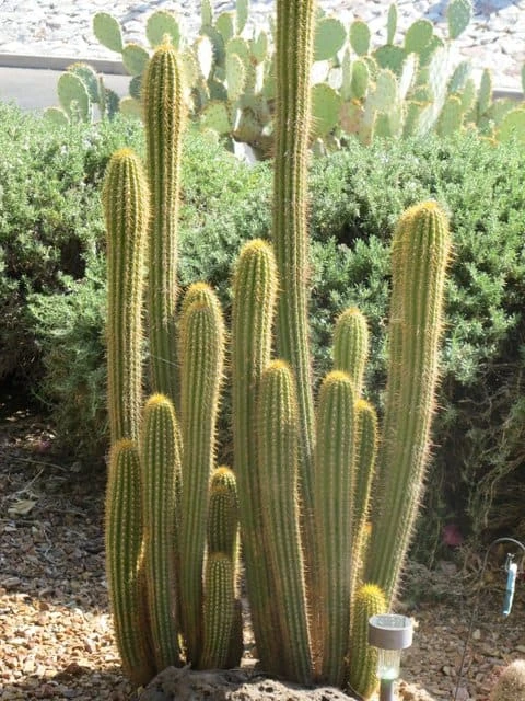 Echinopsis Spachiana, Gold Torch Cactus, Cactus, Succulent, Live Plant - Image 7