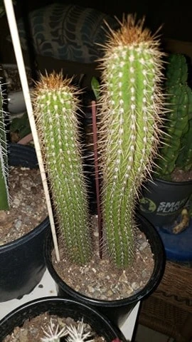 Echinopsis Spachiana, Gold Torch Cactus, Cactus, Succulent, Live Plant - Image 4