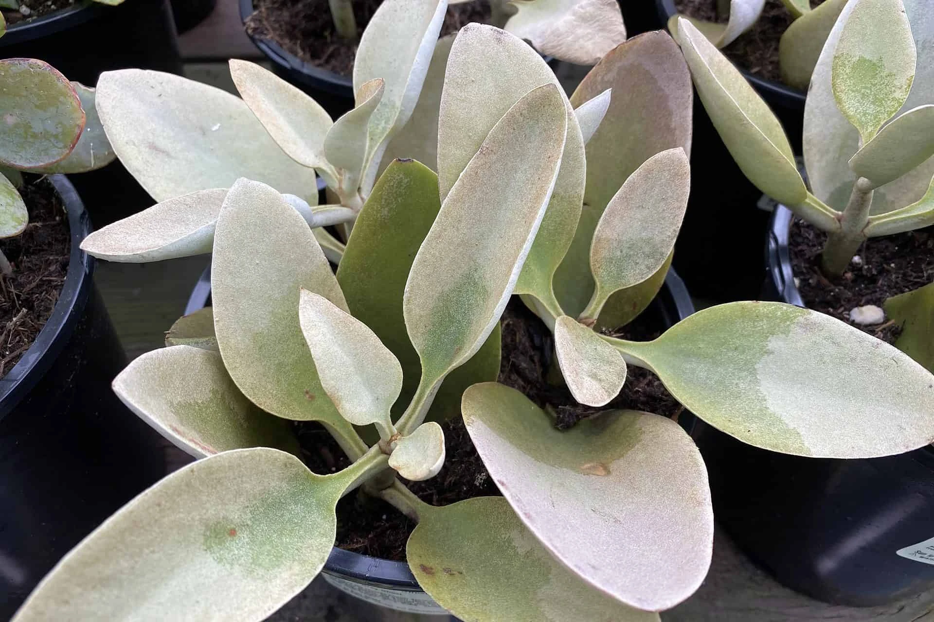 Mature Succulent Plant Kalanchoe Grey Ghost - Image 9
