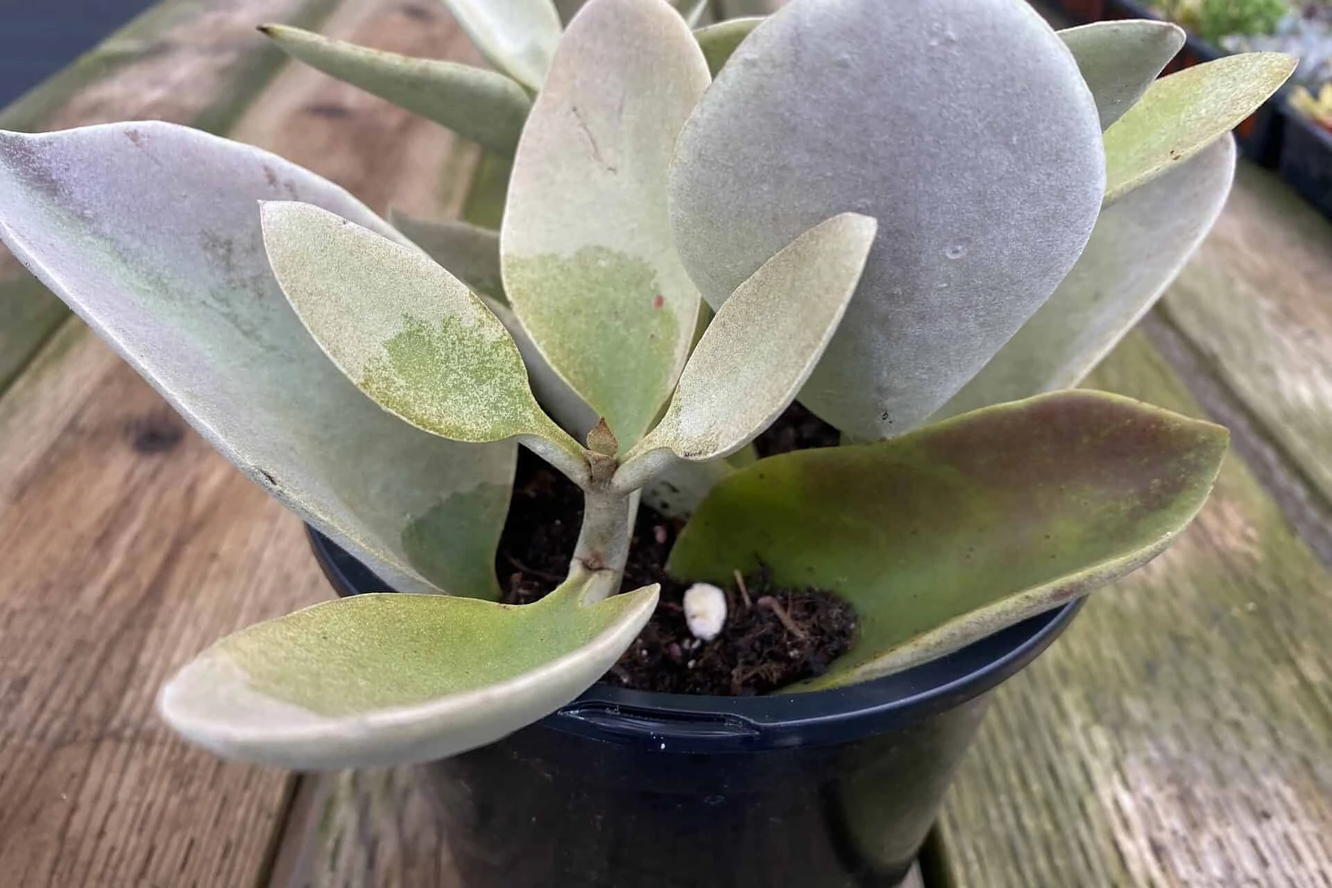 Mature Succulent Plant Kalanchoe Grey Ghost - Image 8
