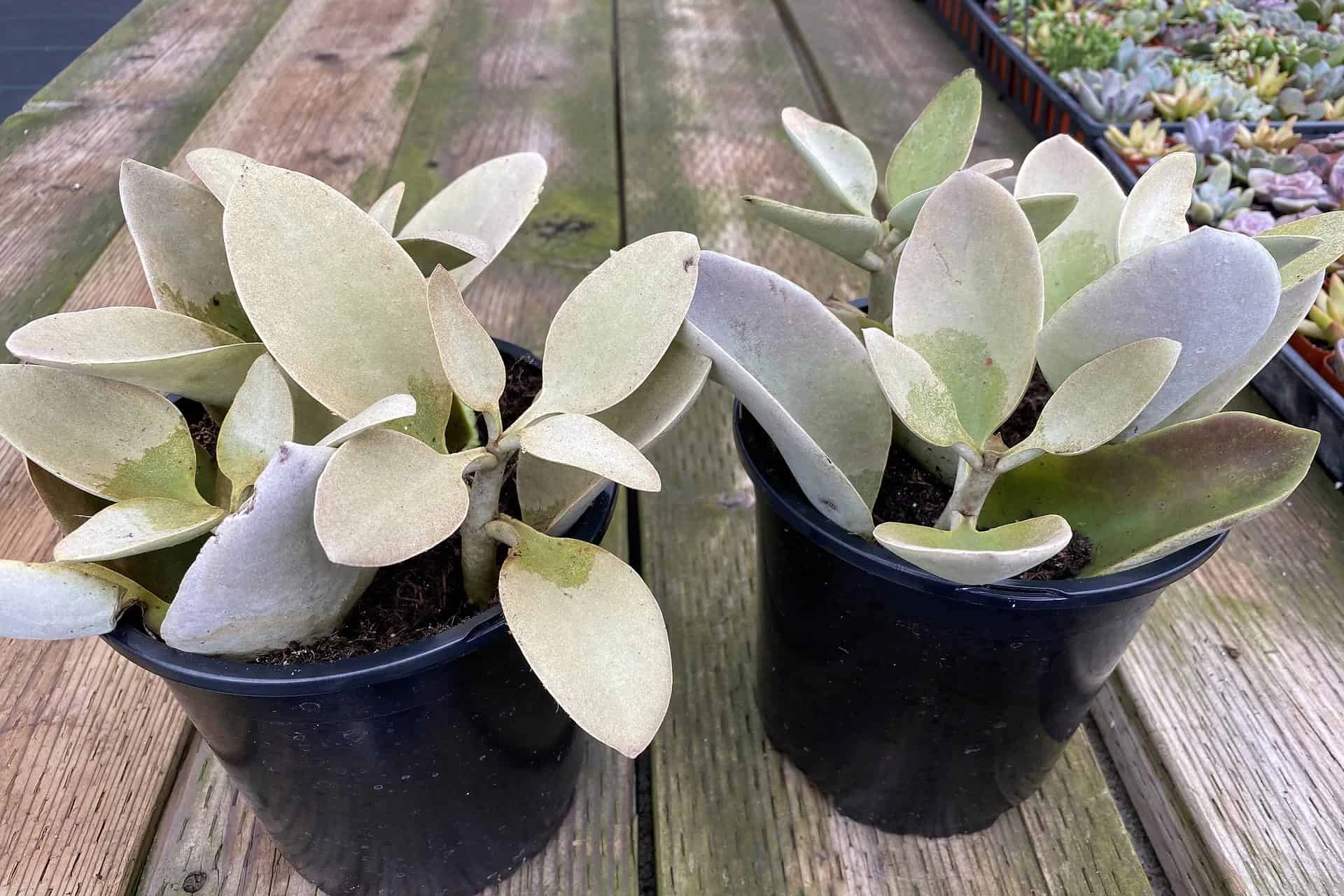 Mature Succulent Plant Kalanchoe Grey Ghost - Image 7