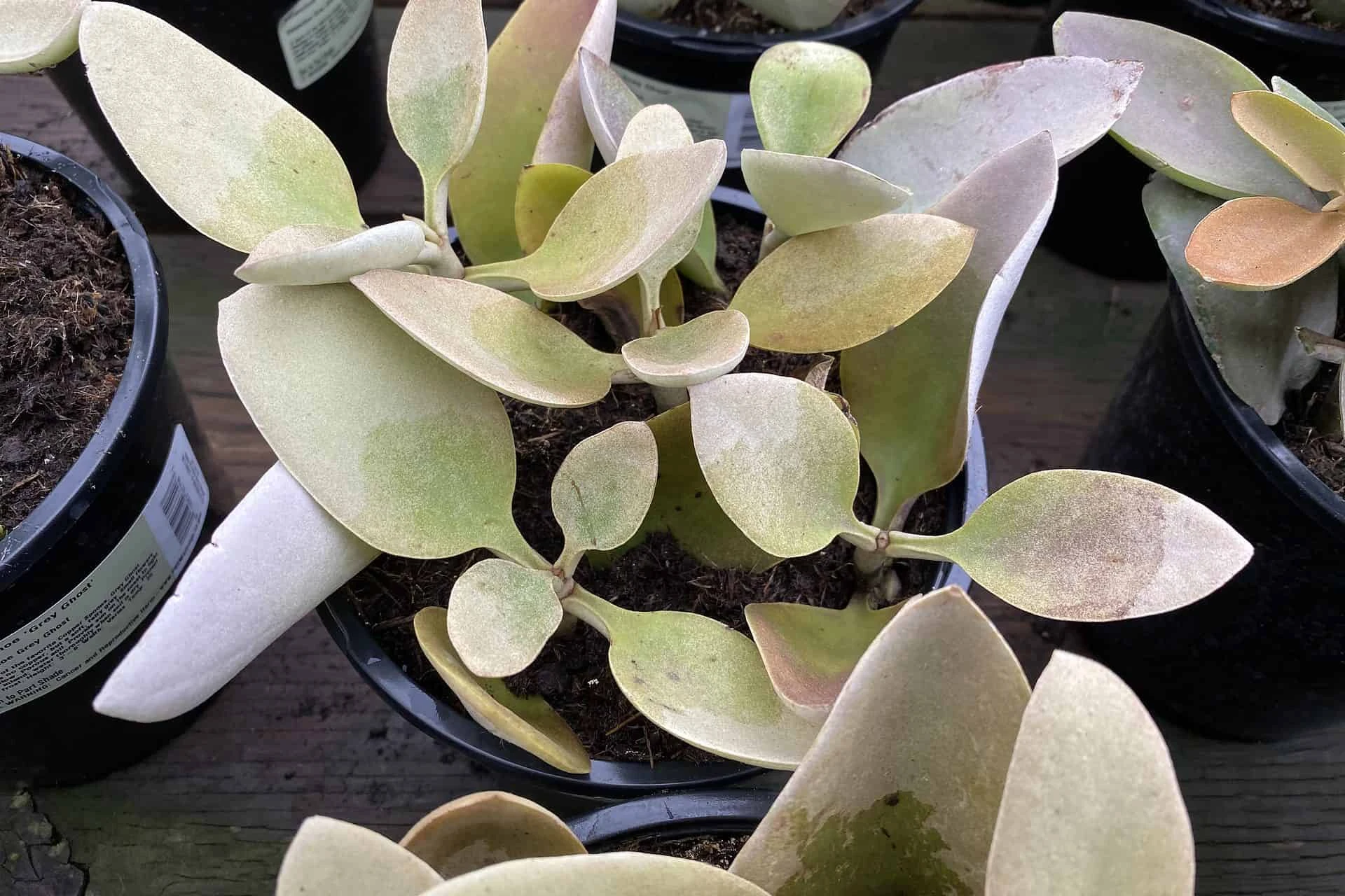 Mature Succulent Plant Kalanchoe Grey Ghost - Image 5