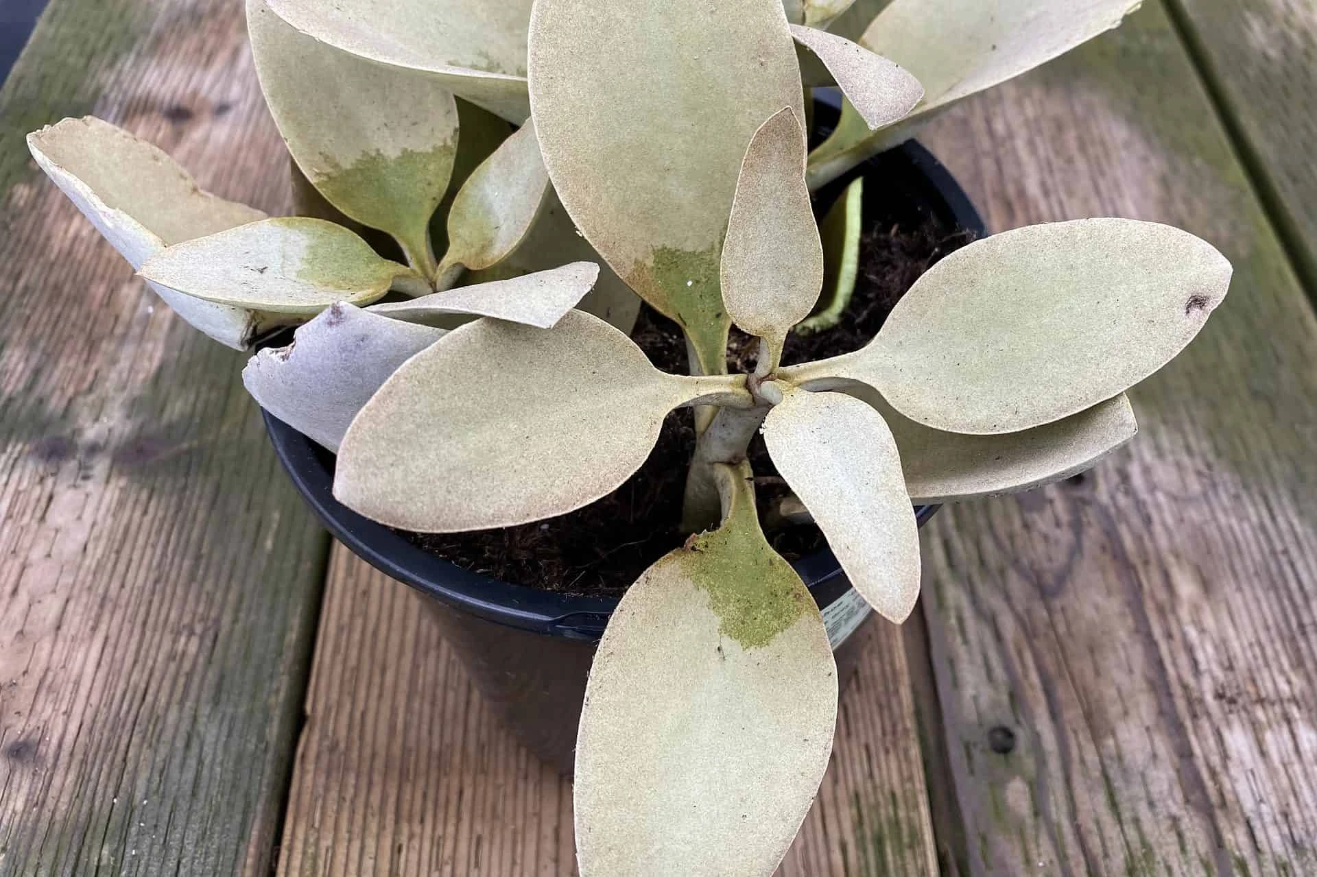 Mature Succulent Plant Kalanchoe Grey Ghost - Image 3