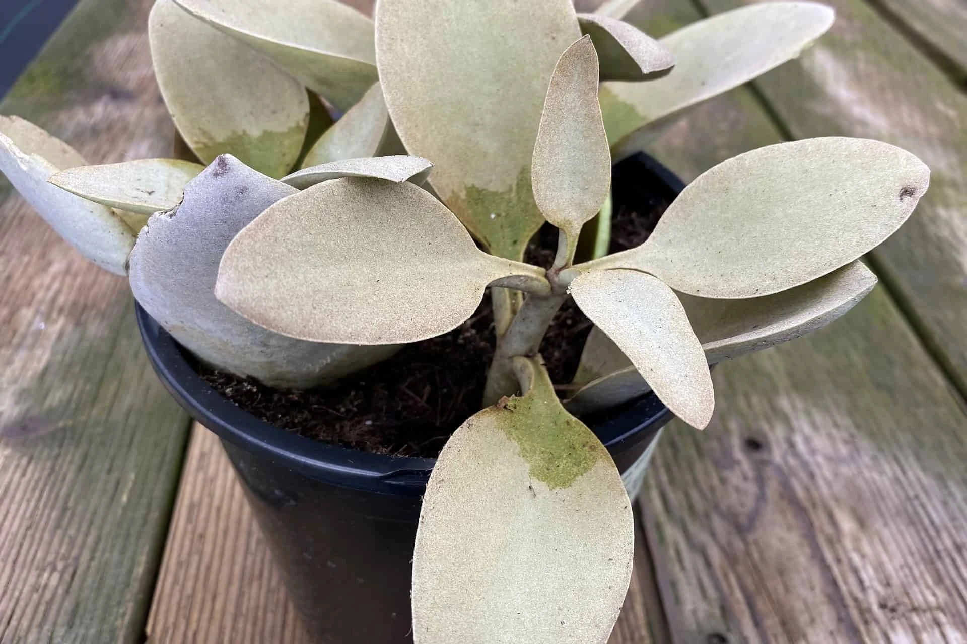 Mature Succulent Plant Kalanchoe Grey Ghost - Image 2