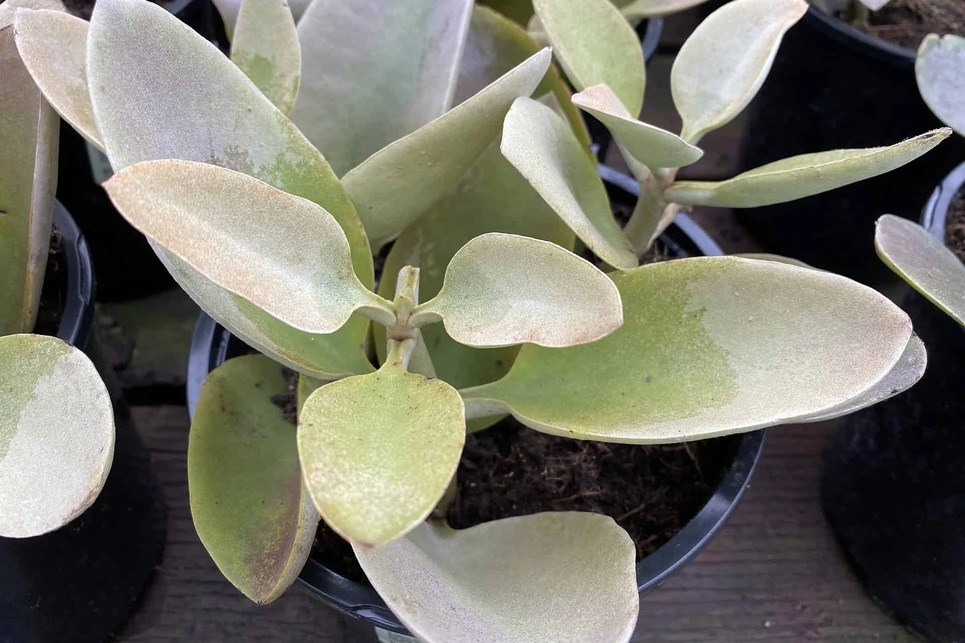 Mature Succulent Plant Kalanchoe Grey Ghost - Image 10