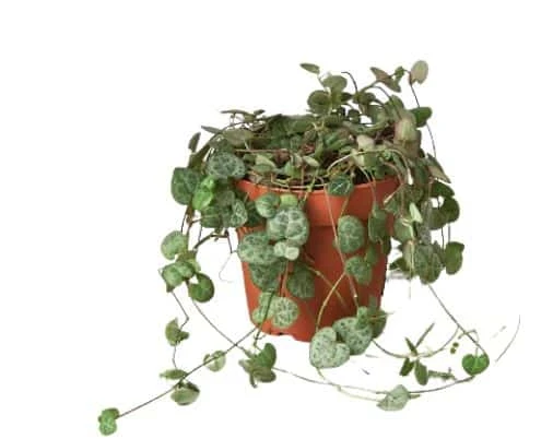 Beautiful String Of Hearts (Ceropegia Woodii) - Trailing Succulent For Indoor Decor | 4-inch Pot - Image 2