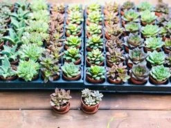 Bulk Mini Succulents, Small Succulents For Favors Or Crafts, Tray Of Succulents, 100 Succulents