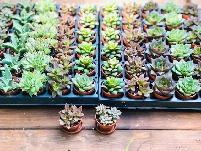 Bulk Mini Succulents, Small Succulents For Favors Or Crafts, Tray Of Succulents, 100 Succulents