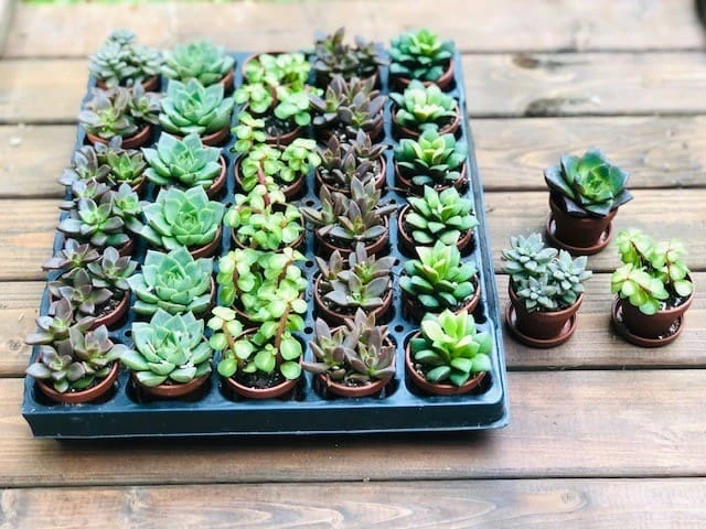 Bulk Mini Succulents, Small Succulents For Favors Or Crafts, Tray Of Succulents, 100 Succulents - Image 2