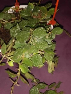 Soul Peace Bundle-Curtisii