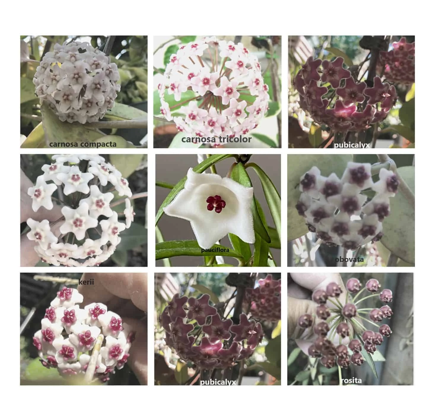 Hoya House Plant Various Species