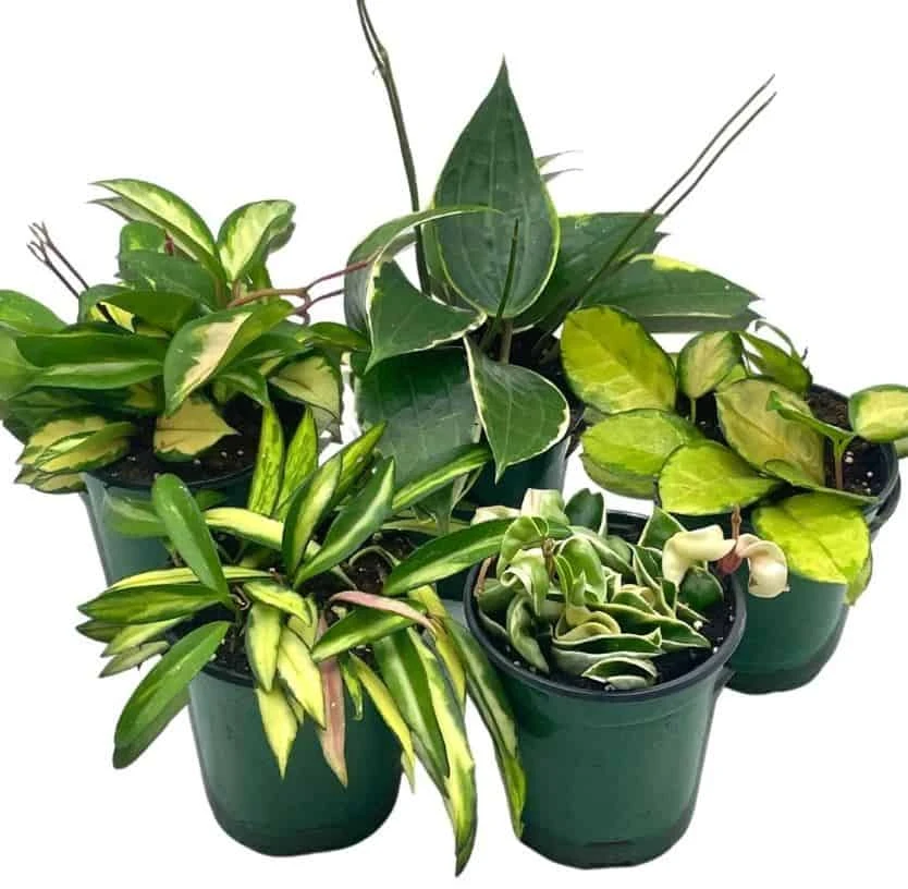 Variegated Hoya Assortment Set, Hindu Rope, Wayetii, Australis, Macrophylla, Krimson Princess | 4 Inch Pots