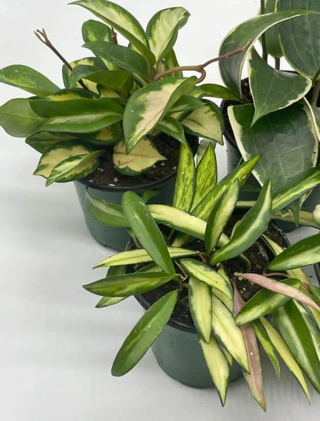 Variegated Hoya Assortment Set, Hindu Rope, Wayetii, Australis, Macrophylla, Krimson Princess | 4 Inch Pots - Image 4