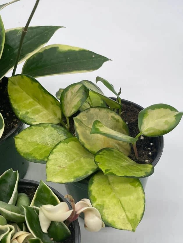 Variegated Hoya Assortment Set, Hindu Rope, Wayetii, Australis, Macrophylla, Krimson Princess | 4 Inch Pots - Image 6
