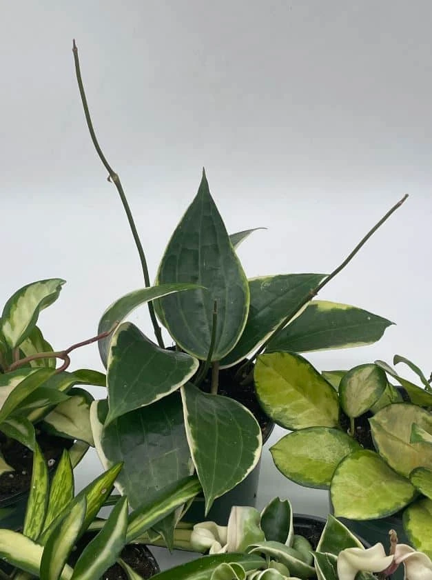 Variegated Hoya Assortment Set, Hindu Rope, Wayetii, Australis, Macrophylla, Krimson Princess | 4 Inch Pots - Image 7