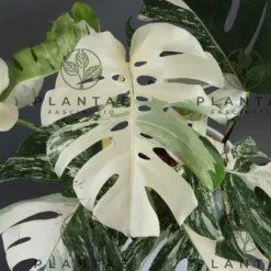 Monstera Albo Borsigiana