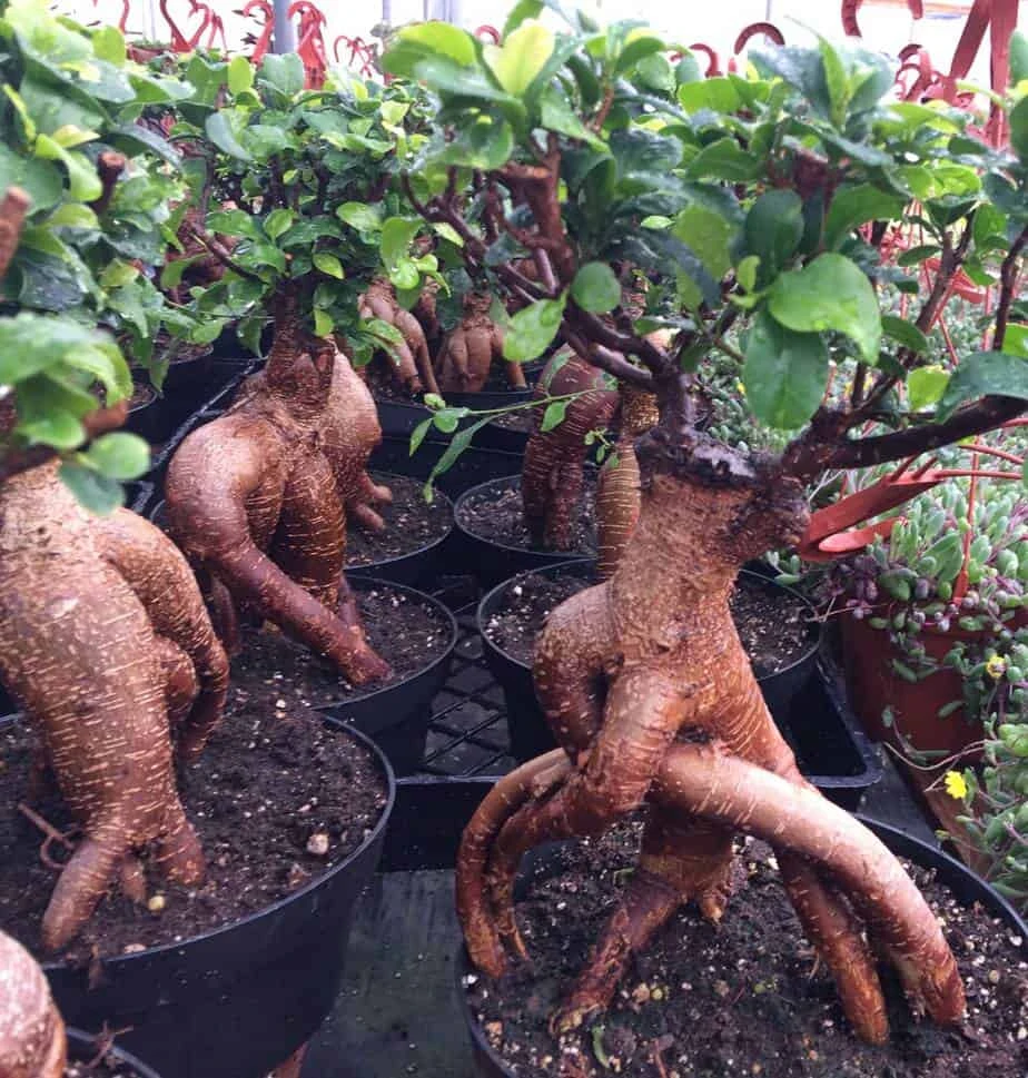 Succulent Plant Mature Ficus Ginseng. - Image 3