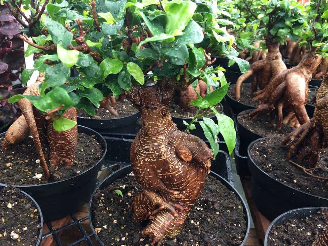 Succulent Plant Mature Ficus Ginseng. - Image 2