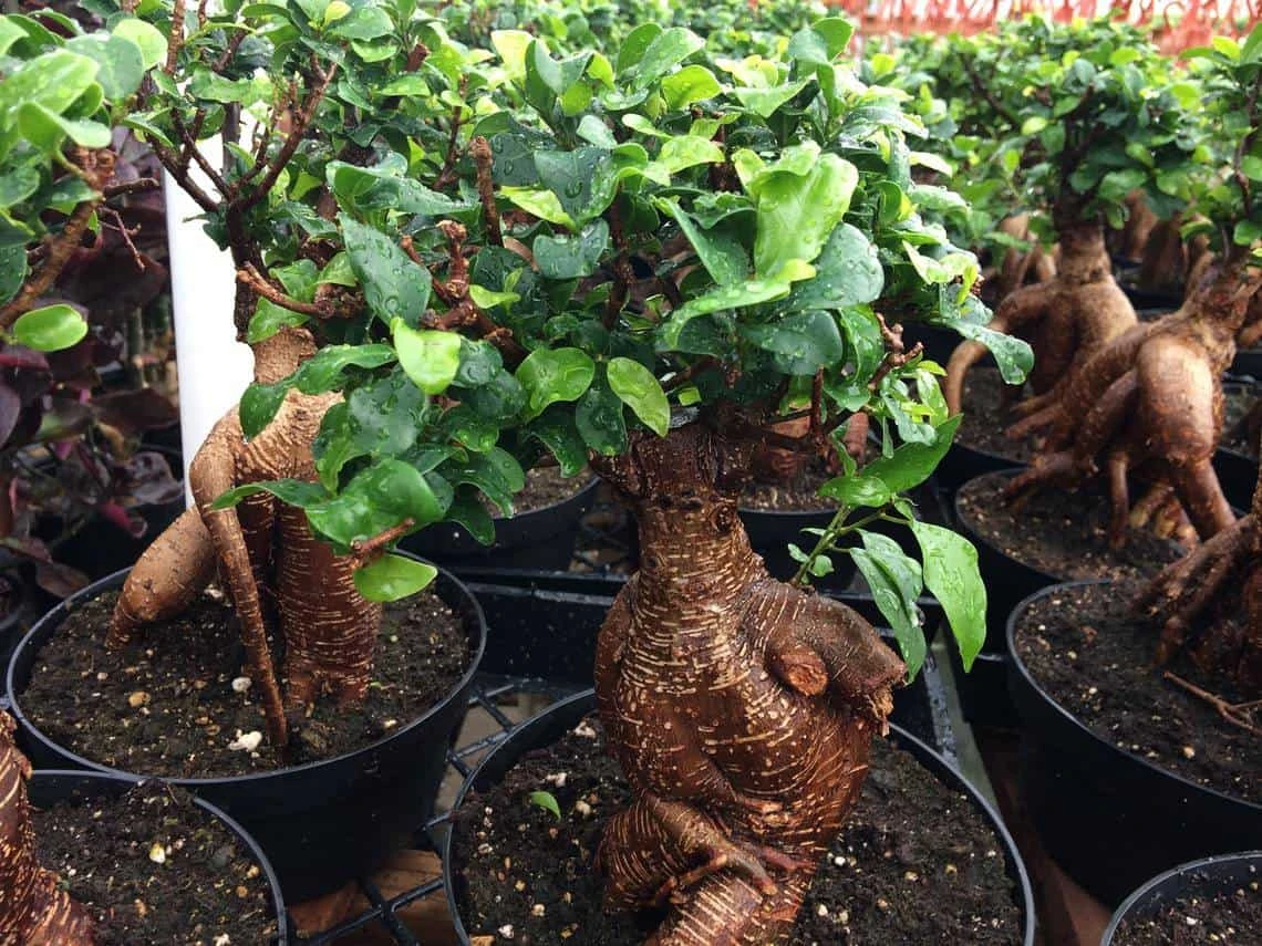 Succulent Plant Mature Ficus Ginseng. - Image 5