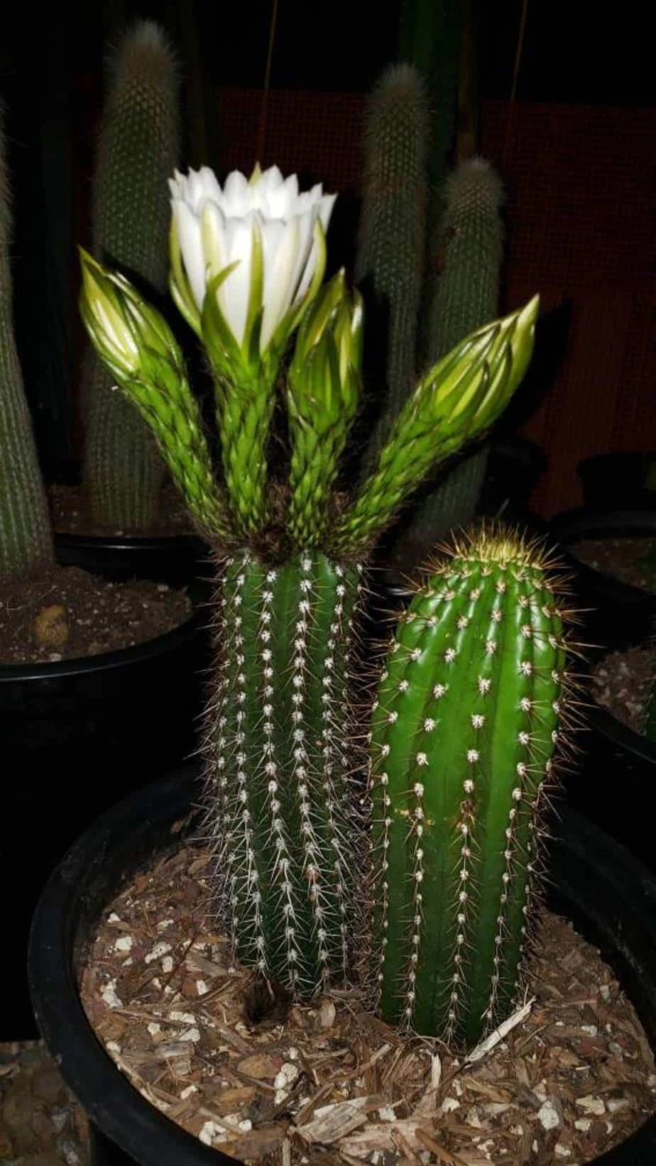 Echinopsis Spachiana, Gold Torch Cactus, Cactus, Succulent, Live Plant - Image 5
