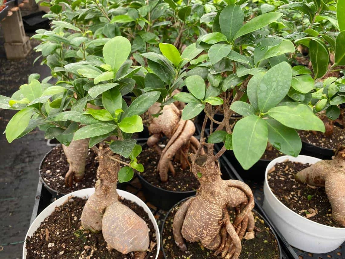 Succulent Plant Mature Ficus Ginseng.