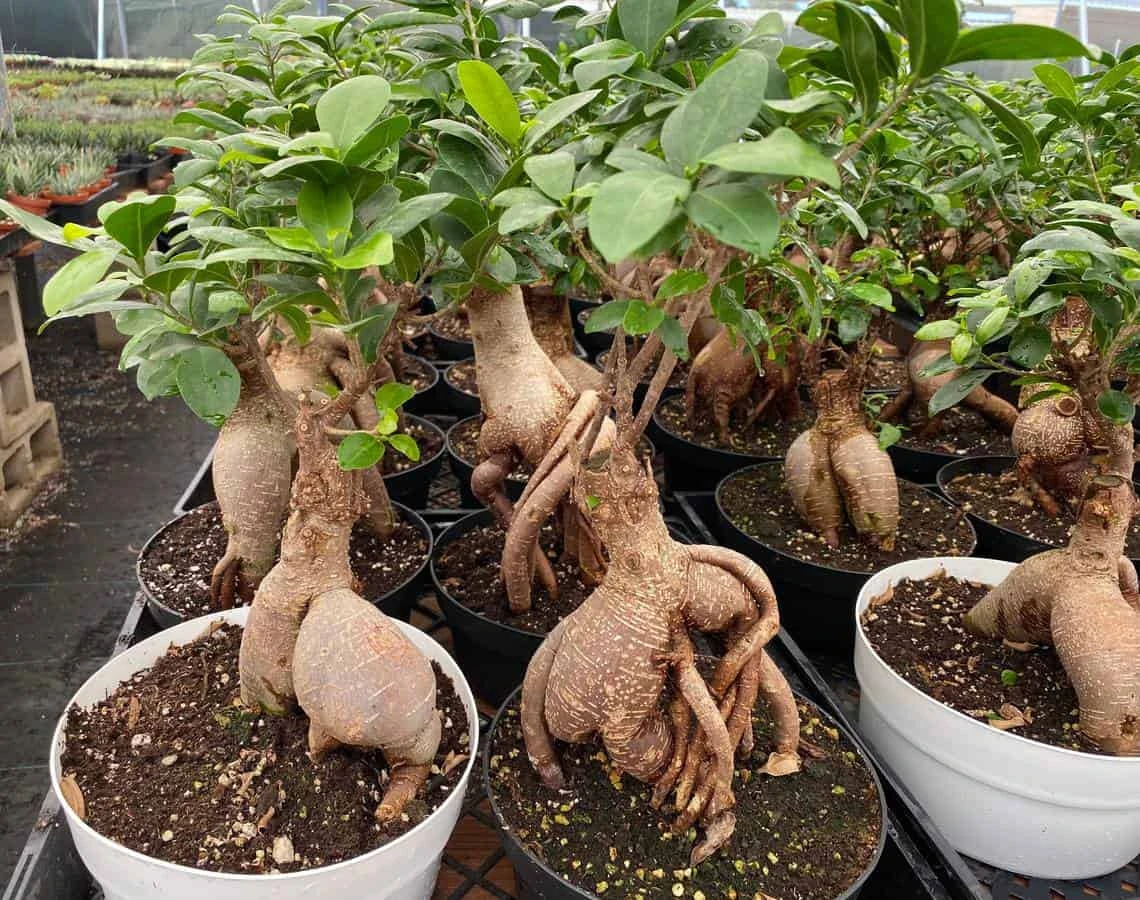 Succulent Plant Mature Ficus Ginseng. - Image 6