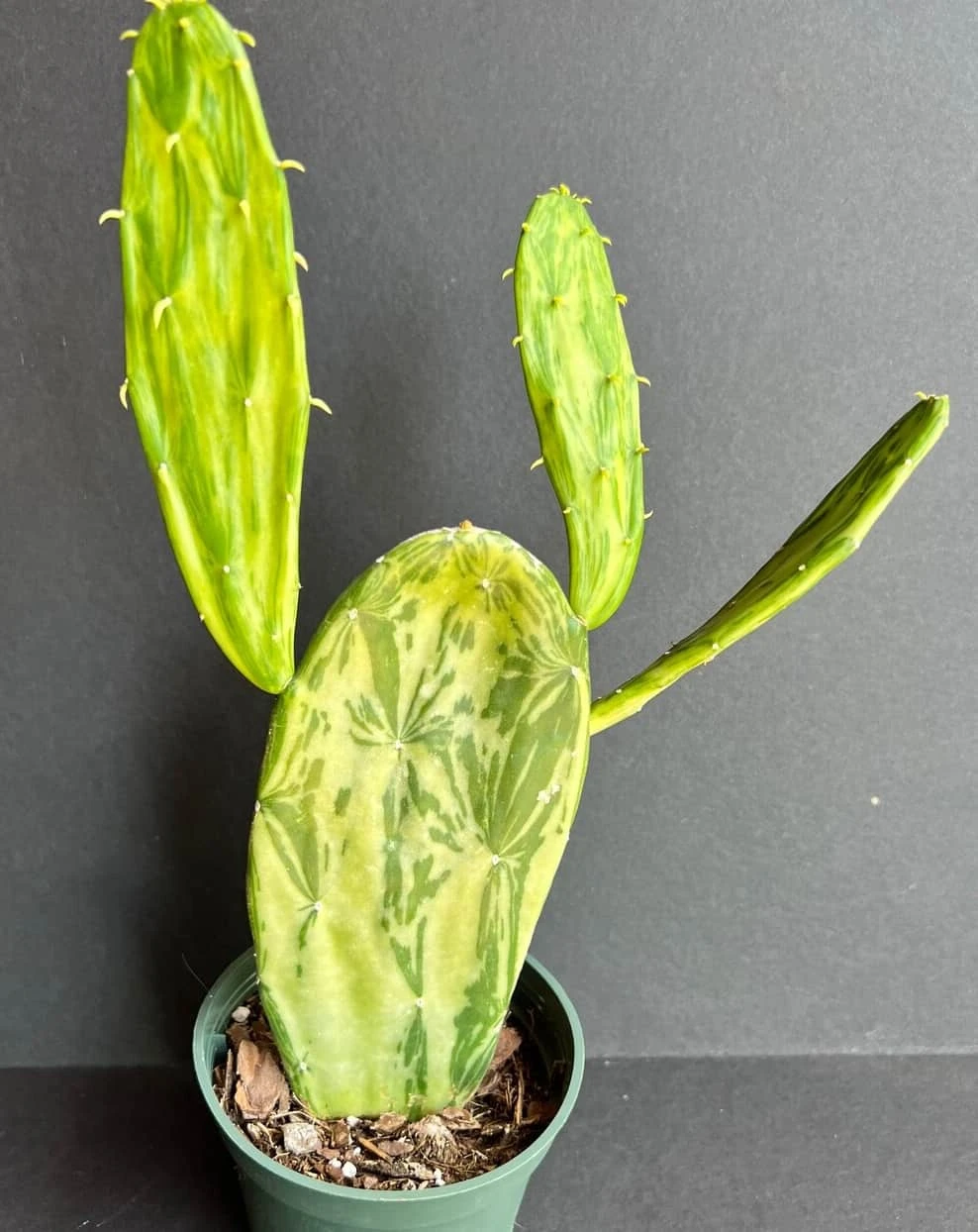 Cactus Succulent- Opuntia Cochenillifera Sunburst -variegated