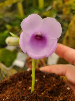 Gloxinia Perrenis