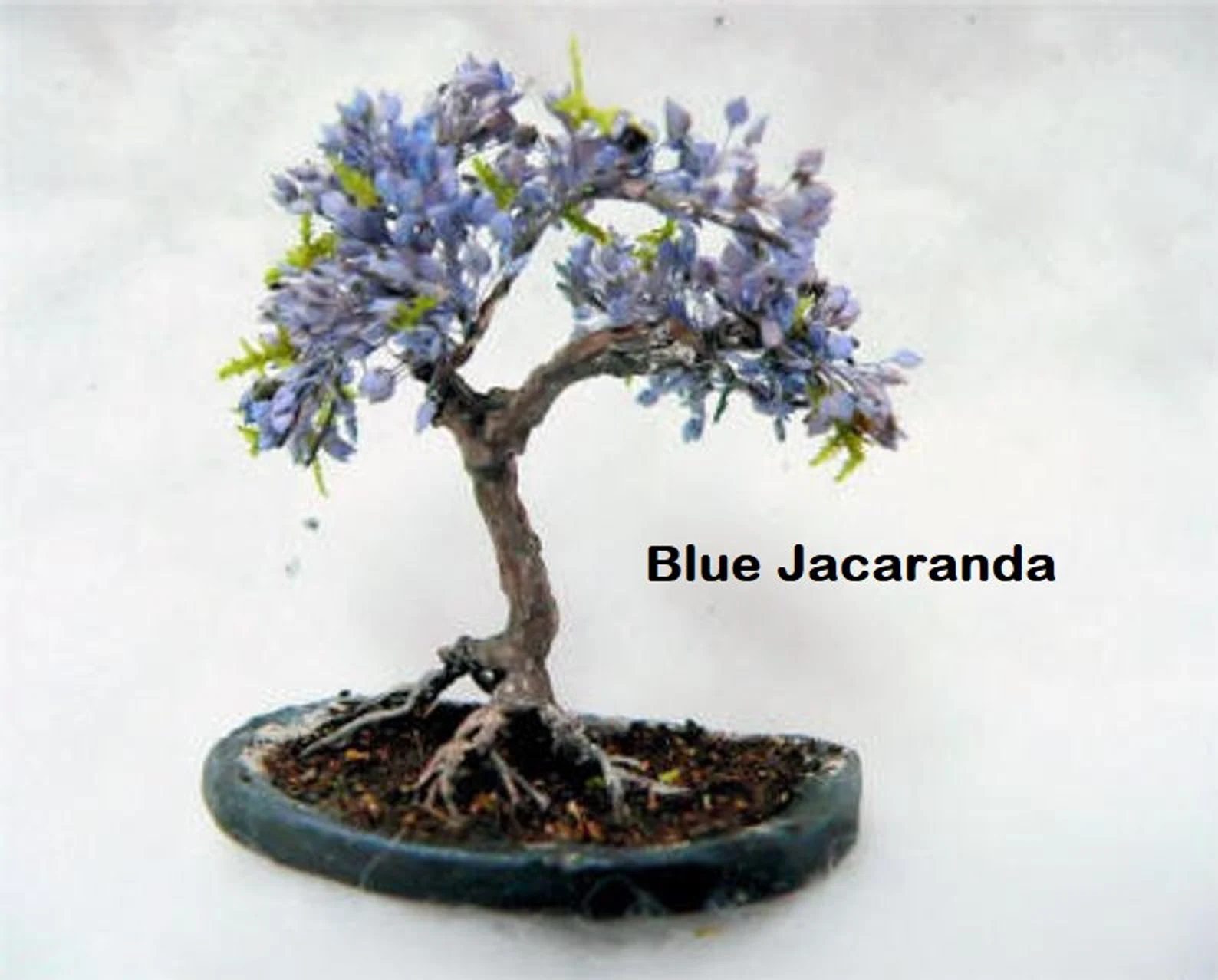 Bonsai Seed Bundle #2 - 3 Types - Desert Rose, Japanese Cherry Blossom, Chinese Wisteria - Image 2