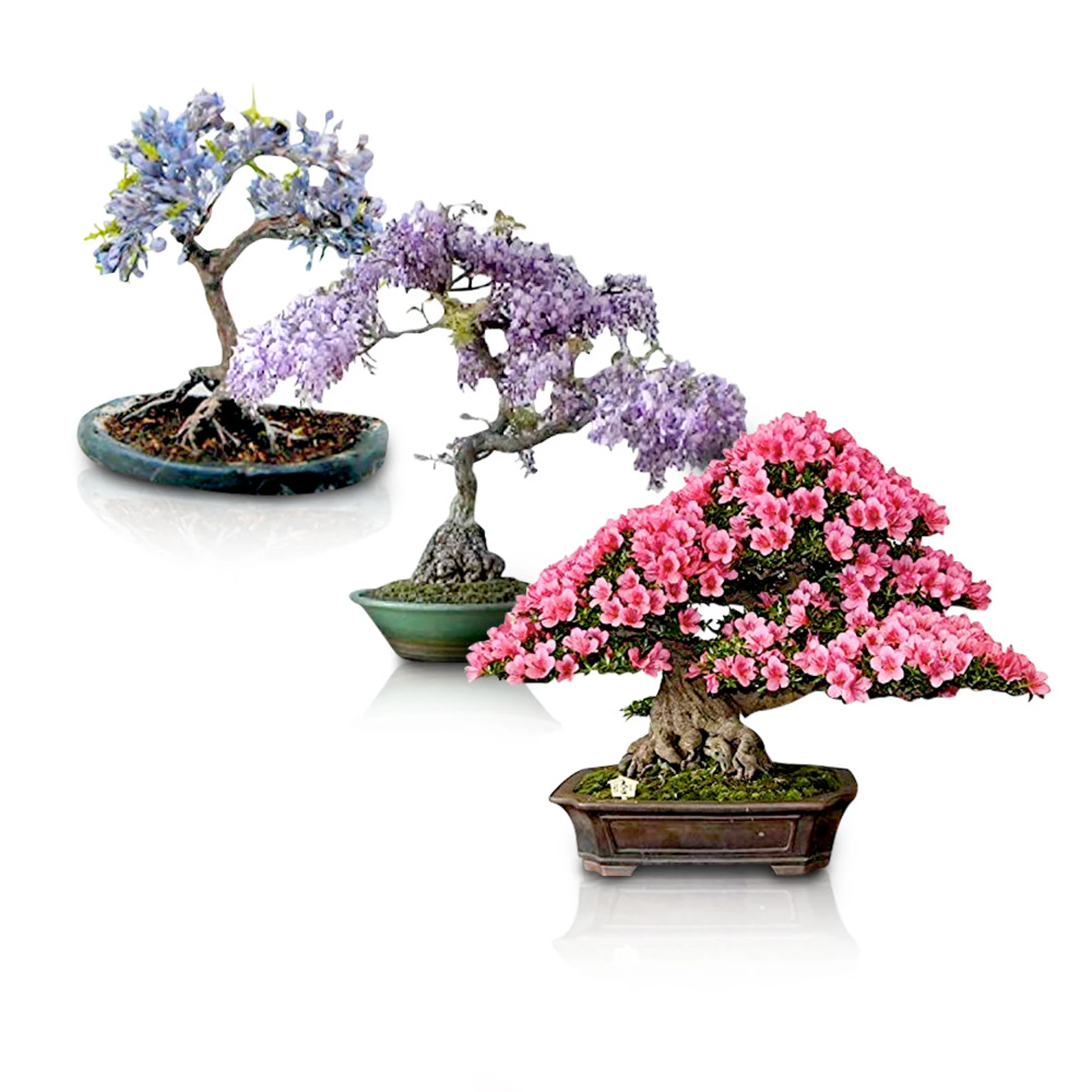 Bonsai Seed Bundle #2 - 3 Types - Desert Rose, Japanese Cherry Blossom, Chinese Wisteria