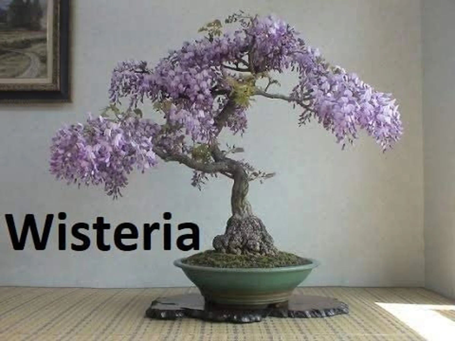 Bonsai Seed Bundle #2 - 3 Types - Desert Rose, Japanese Cherry Blossom, Chinese Wisteria - Image 4